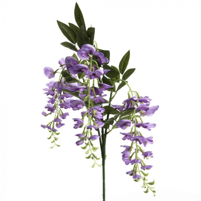 Glycine du Japon